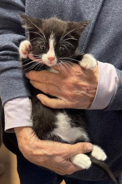Belle, a Adopted Domestic Medium Hair in Apollo, PA image 3/3