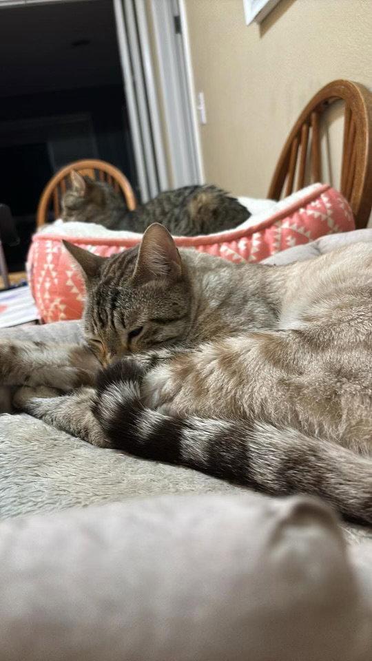 Lionel ( BC), Adopted, Young Male Siamese & Bengal.