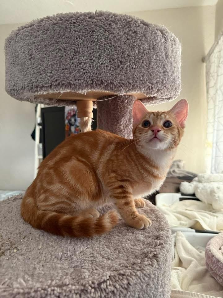 Josie, Baby Female Domestic Short Hair