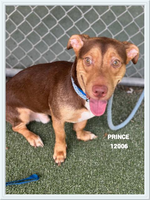 PRINCE Dachshund Dog