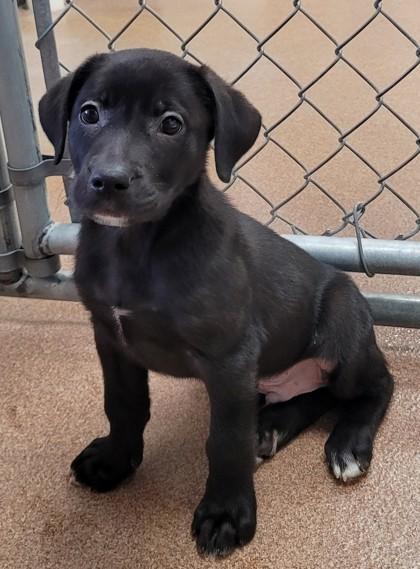 Nightwing, Adoptable, Puppy Male Labrador Retriever & Mixed Breed.
