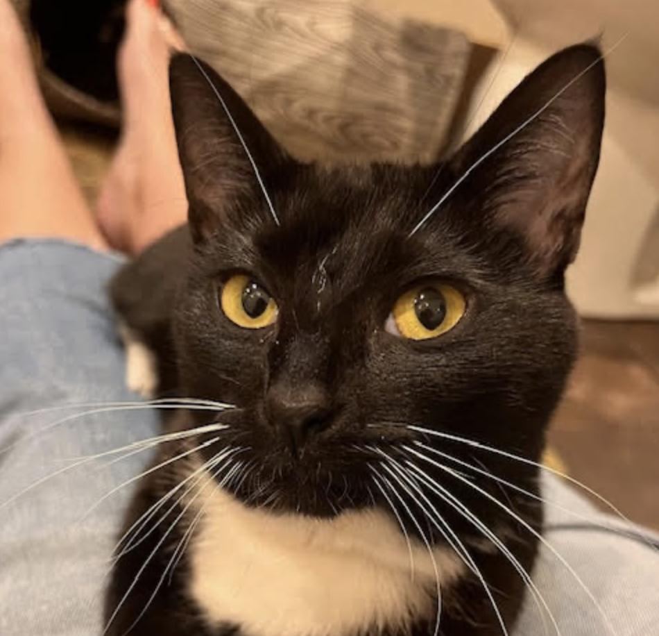 Luna, an adopted Domestic Short Hair in Cincinnati, OH image 3/4