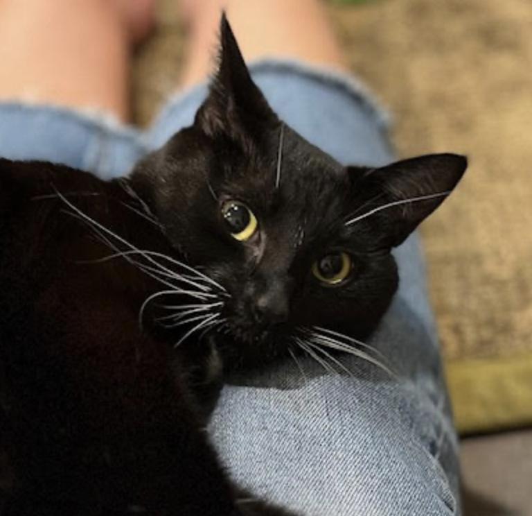 Luna, an adopted Domestic Short Hair in Cincinnati, OH image 4/4