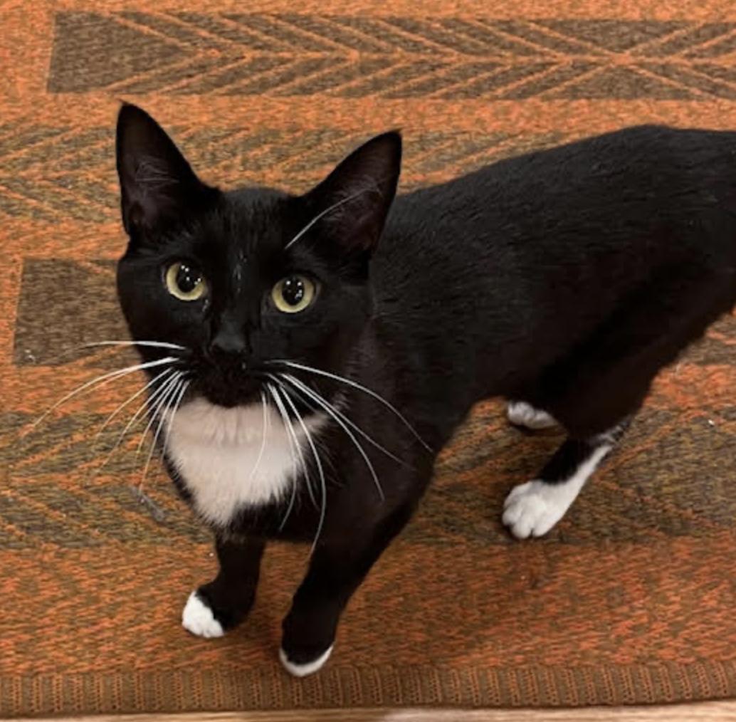 Luna, an adopted Domestic Short Hair in Cincinnati, OH image 1/4