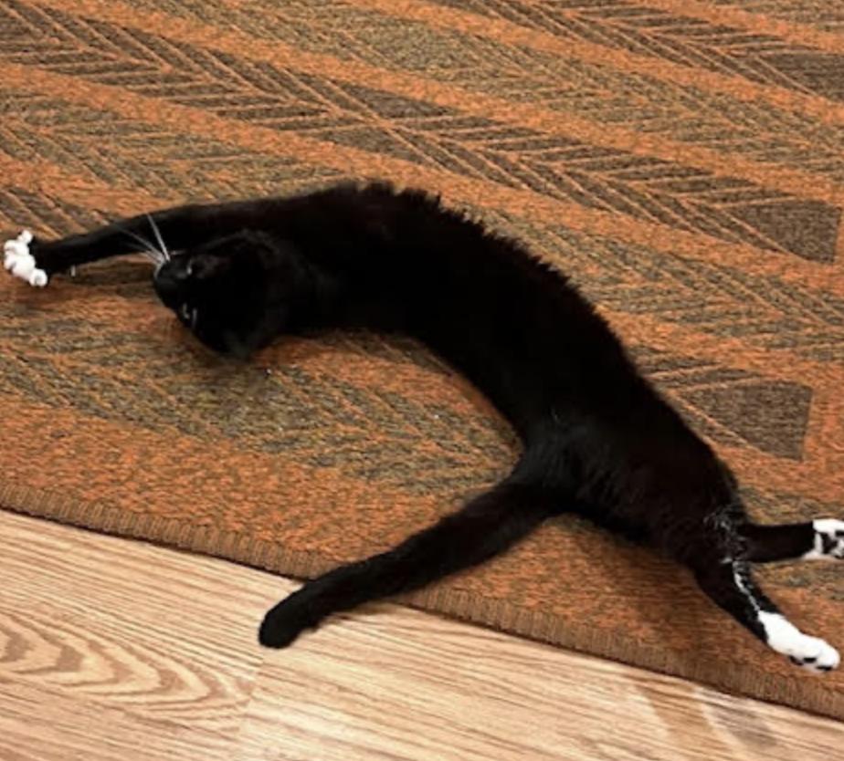 Luna, an adopted Domestic Short Hair in Cincinnati, OH image 2/4