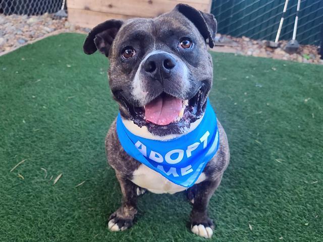 Enlarge BOWSER, a Adoptable Pit Bull Terrier in Antioch, CA image 1/1