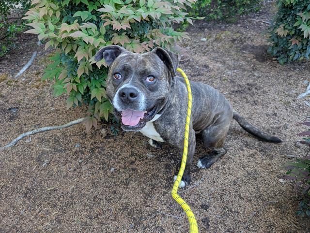 Enlarge BOWSER, a Adoptable Pit Bull Terrier in Antioch, CA image 1/1