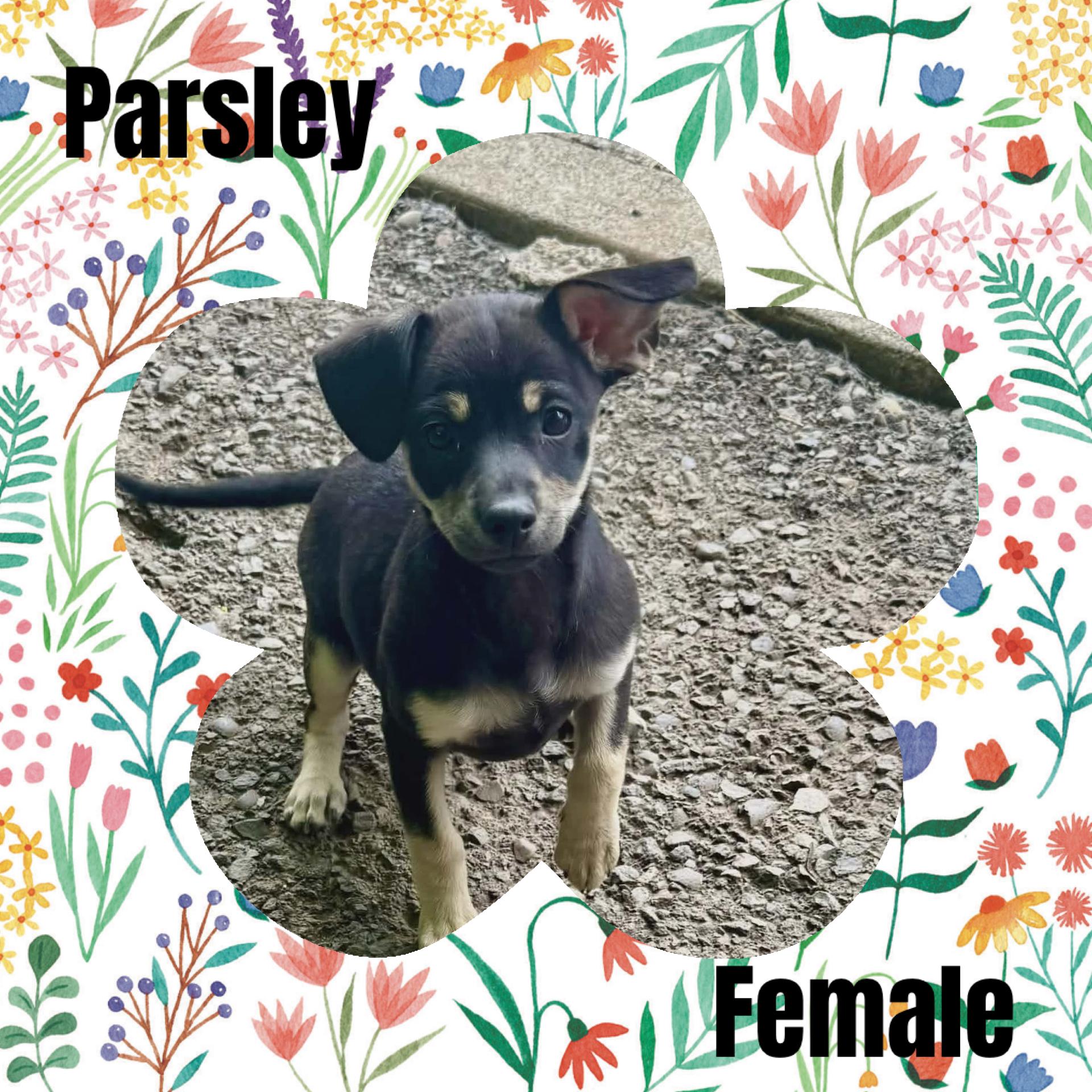 Parsley, ADOPTABLE, Puppy Female Terrier.
