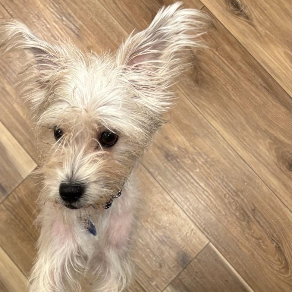 Enlarge Pepper, a Adoptable Terrier in Buellton, CA image 1/1