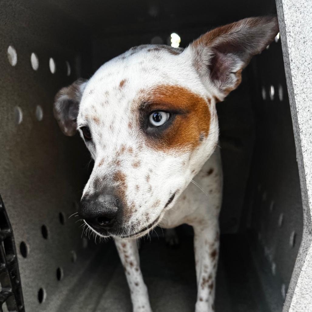 Enlarge Swift, a Adoptable English Pointer in Clarksdale, MS image 1/4