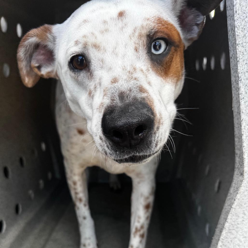 Enlarge Swift, a Adoptable English Pointer in Clarksdale, MS image 2/4