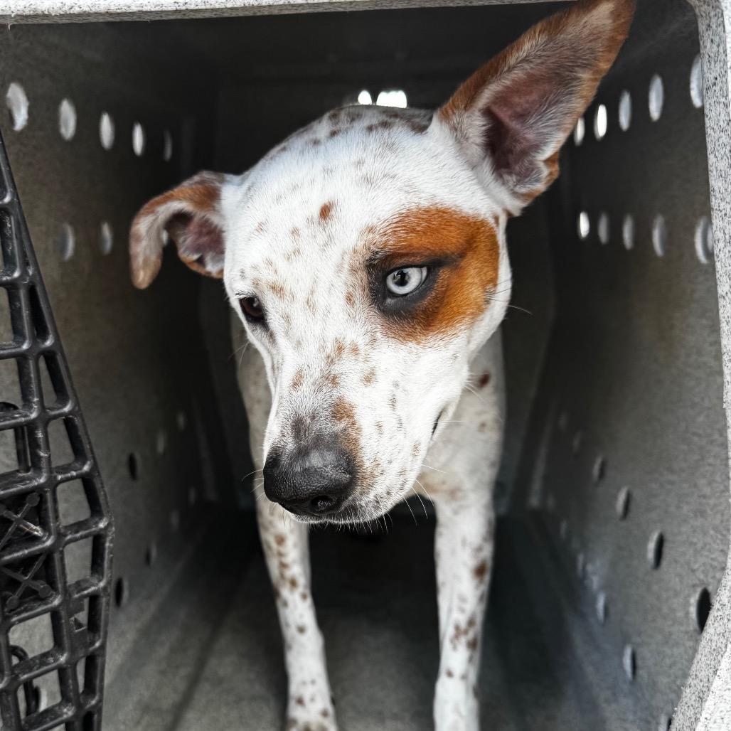 Swift, a Adoptable English Pointer in Clarksdale, MS image 4/4