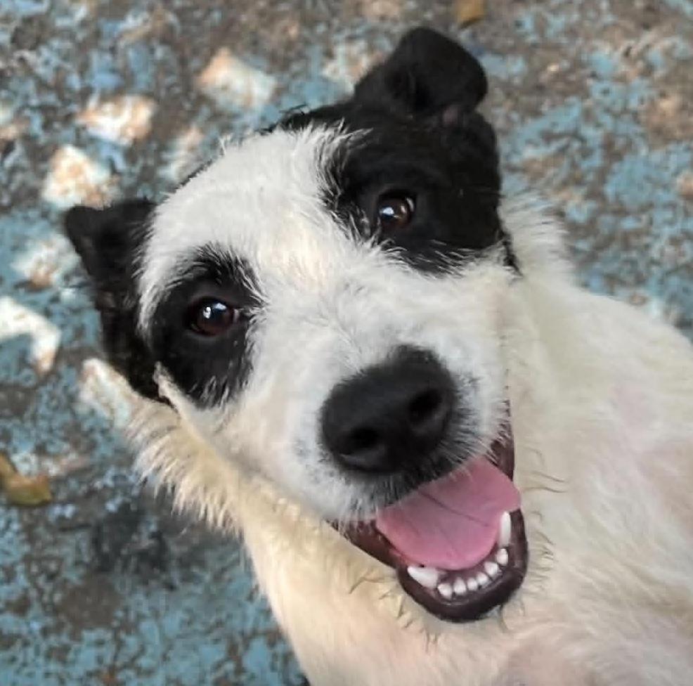 Puppers, a ADOPTABLE mixed breed in Cumming, GA image 1/2