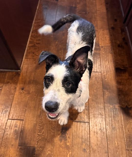 Puppers, ADOPTABLE, Puppy Male Terrier.
