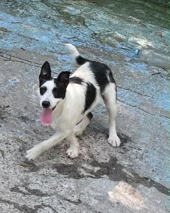 Puppers, a ADOPTABLE mixed breed in Cumming, GA image 2/2