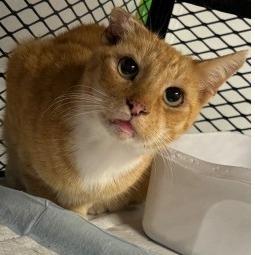 Moose, Adoptable, Adult Male Domestic Short Hair.