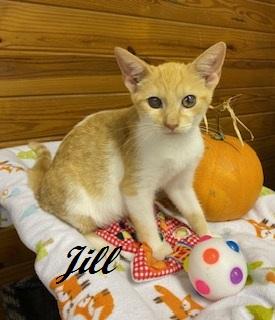 Jill Munroe, Adoptable, Kitten Female Tabby.