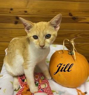 Enlarge Jill Munroe, a Adoptable Tabby in Cary, NC image 2/3
