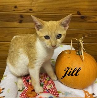 Enlarge Jill Munroe, a Adoptable Tabby in Cary, NC image 3/3
