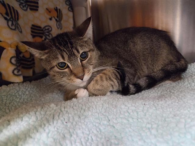 Enlarge BURNADETTE, a Adoptable Domestic Short Hair in Kent, WA image 1/1