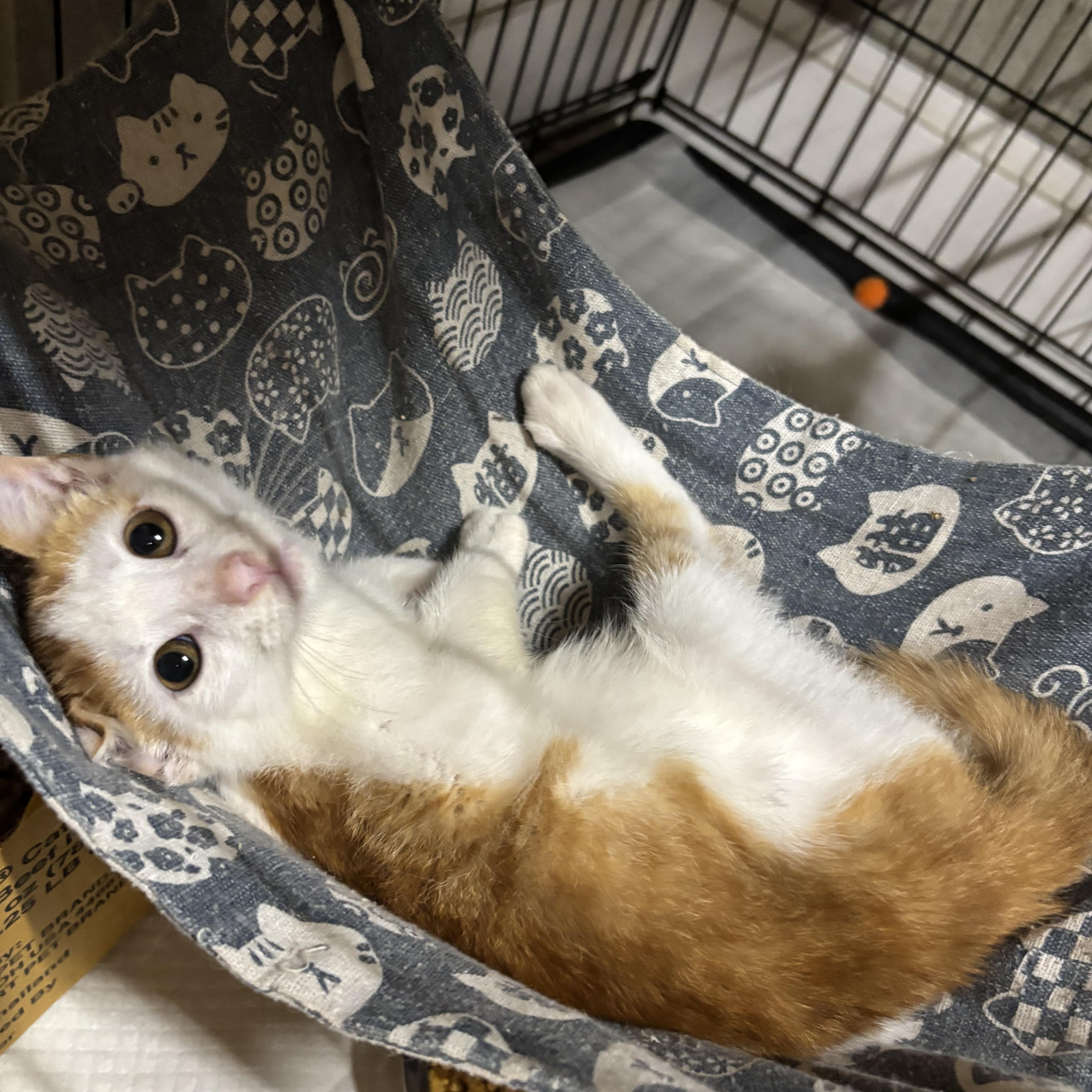 Enlarge Sweet Piano, a Adoptable Tabby in Westville, NJ image 2/3