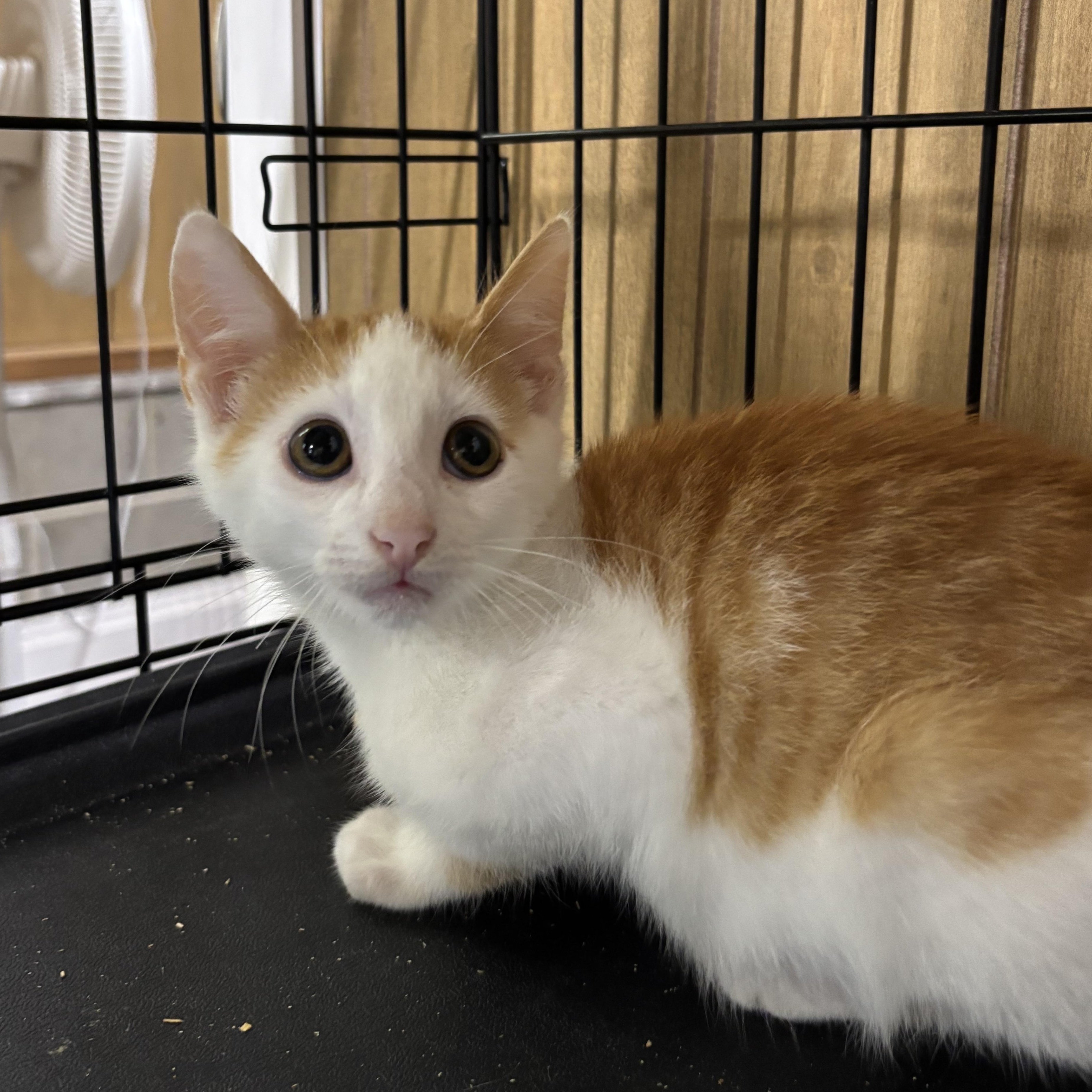 Sweet Piano, Adoptable, Kitten Male Tabby.