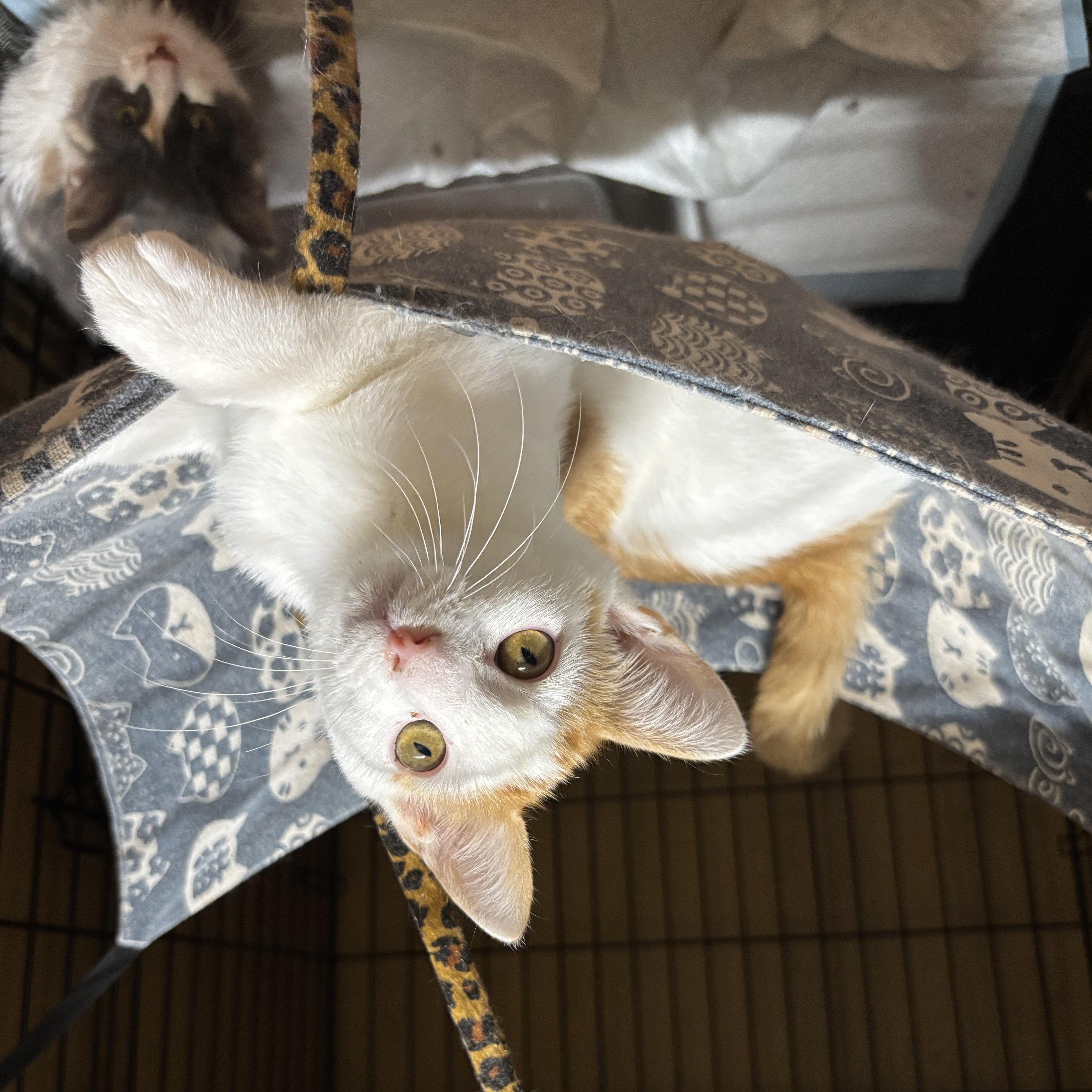 Enlarge Sweet Piano, a Adoptable Tabby in Westville, NJ image 3/3
