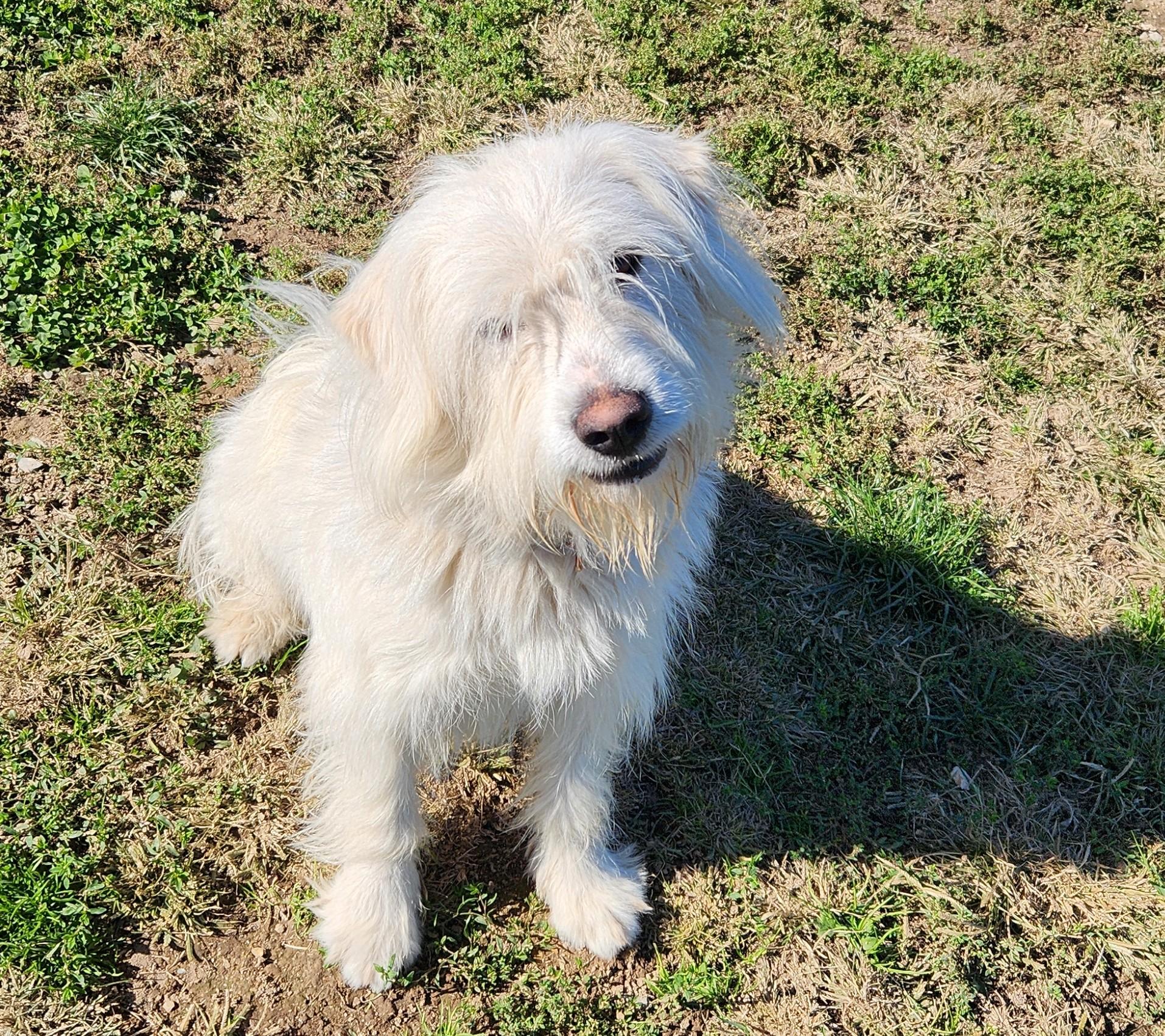 Zeke, an adoptable Labradoodle in Siloam Springs, AR, 72761 | Photo Image 1