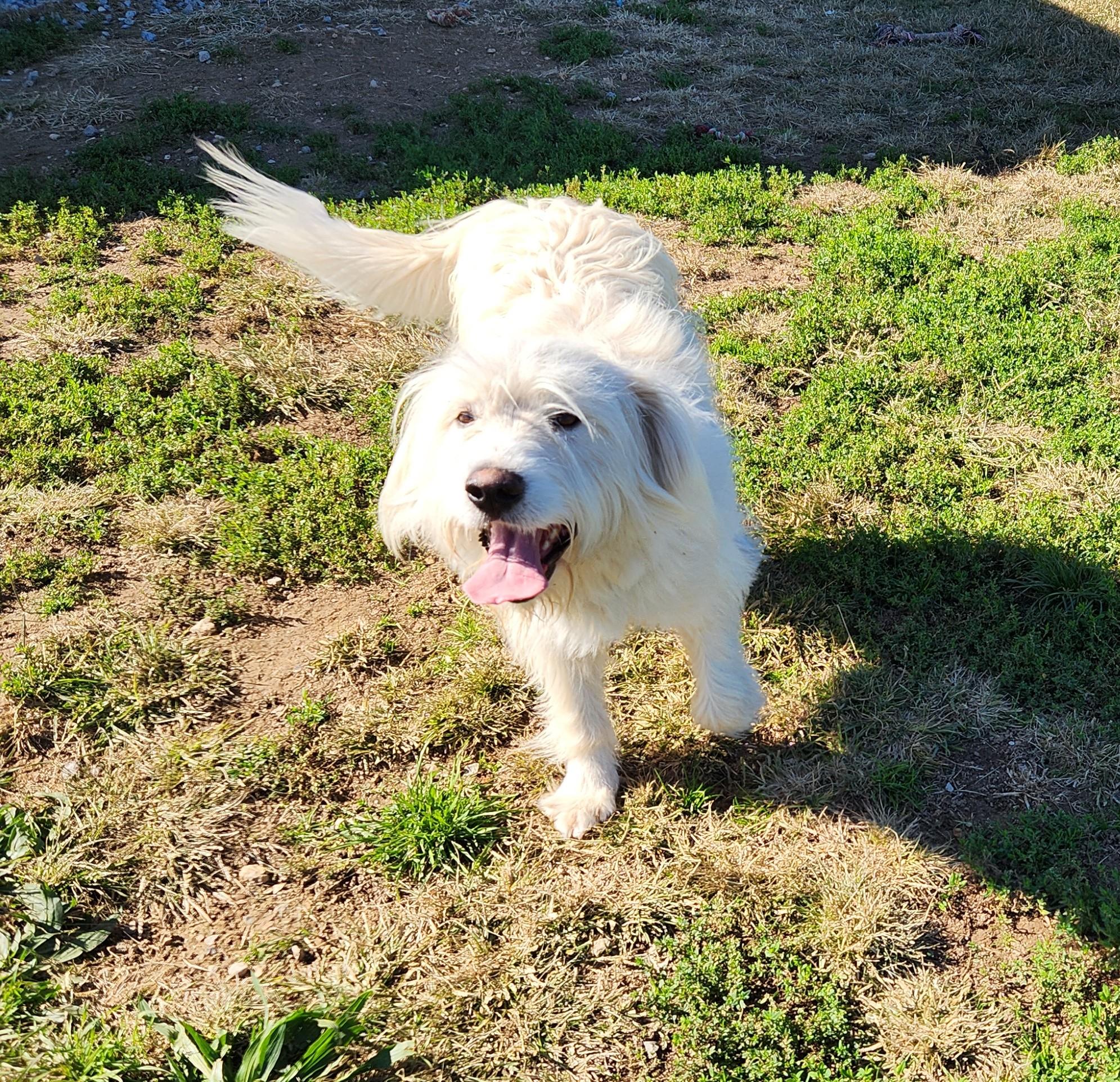Zeke, an adoptable Labradoodle in Siloam Springs, AR, 72761 | Photo Image 3