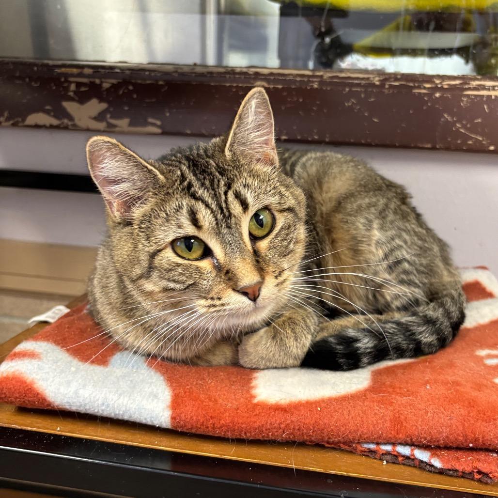 Enlarge Altostratus, a Adoptable Domestic Short Hair in Davenport, IA image 1/6