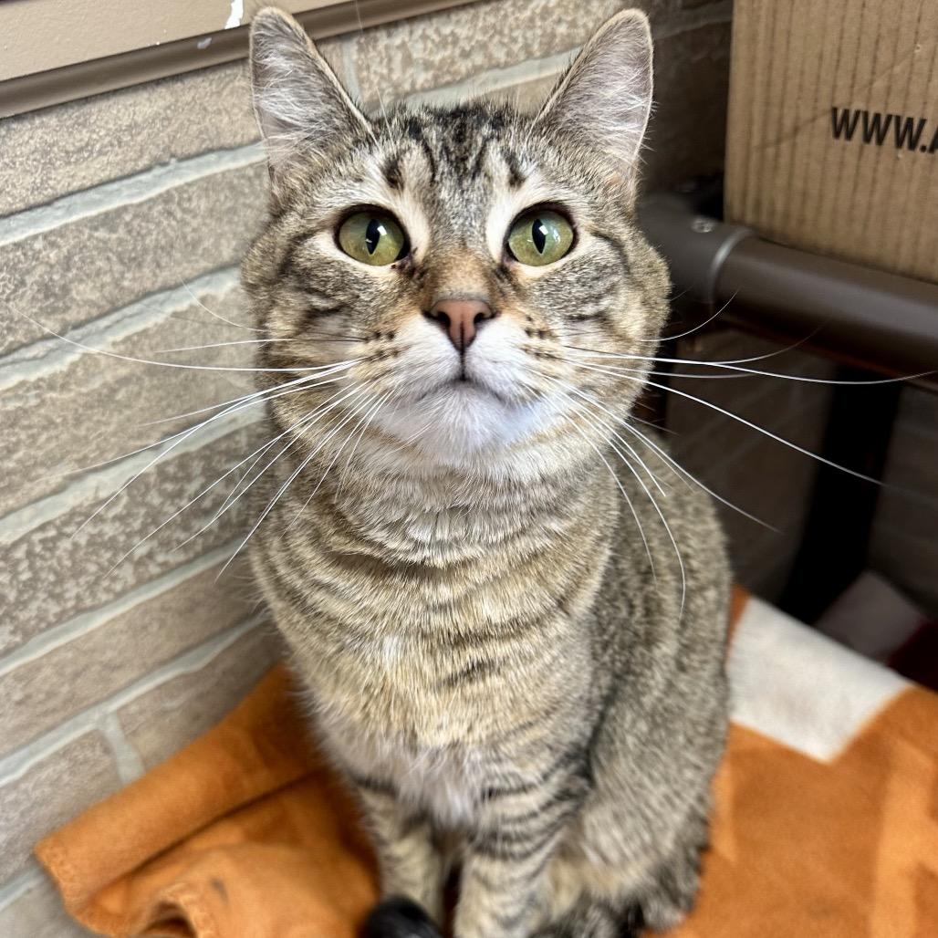 Enlarge Altostratus, a Adoptable Domestic Short Hair in Davenport, IA image 2/6