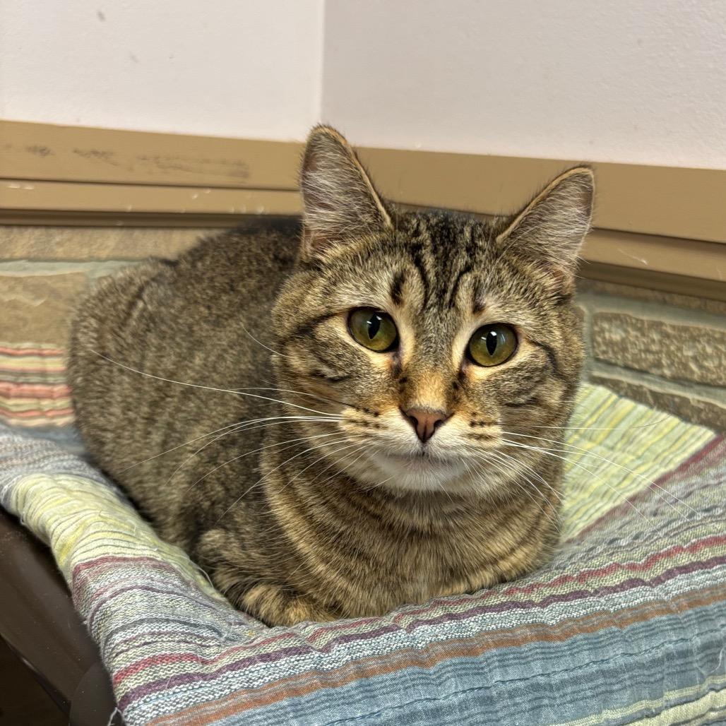 Enlarge Altostratus, a Adoptable Domestic Short Hair in Davenport, IA image 3/6