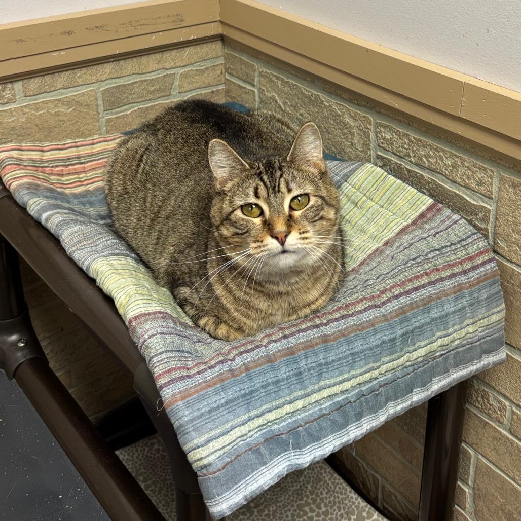 Enlarge Altostratus, a Adoptable Domestic Short Hair in Davenport, IA image 4/6