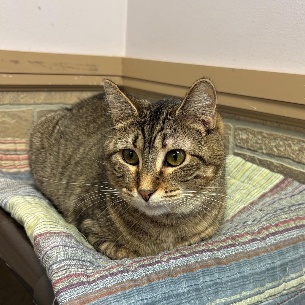 Enlarge Altostratus, a Adoptable Domestic Short Hair in Davenport, IA image 5/6