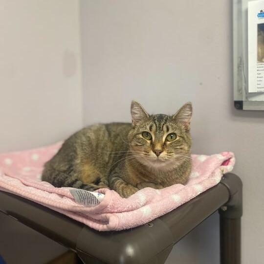 Enlarge Altostratus, a Adoptable Domestic Short Hair in Davenport, IA image 6/6