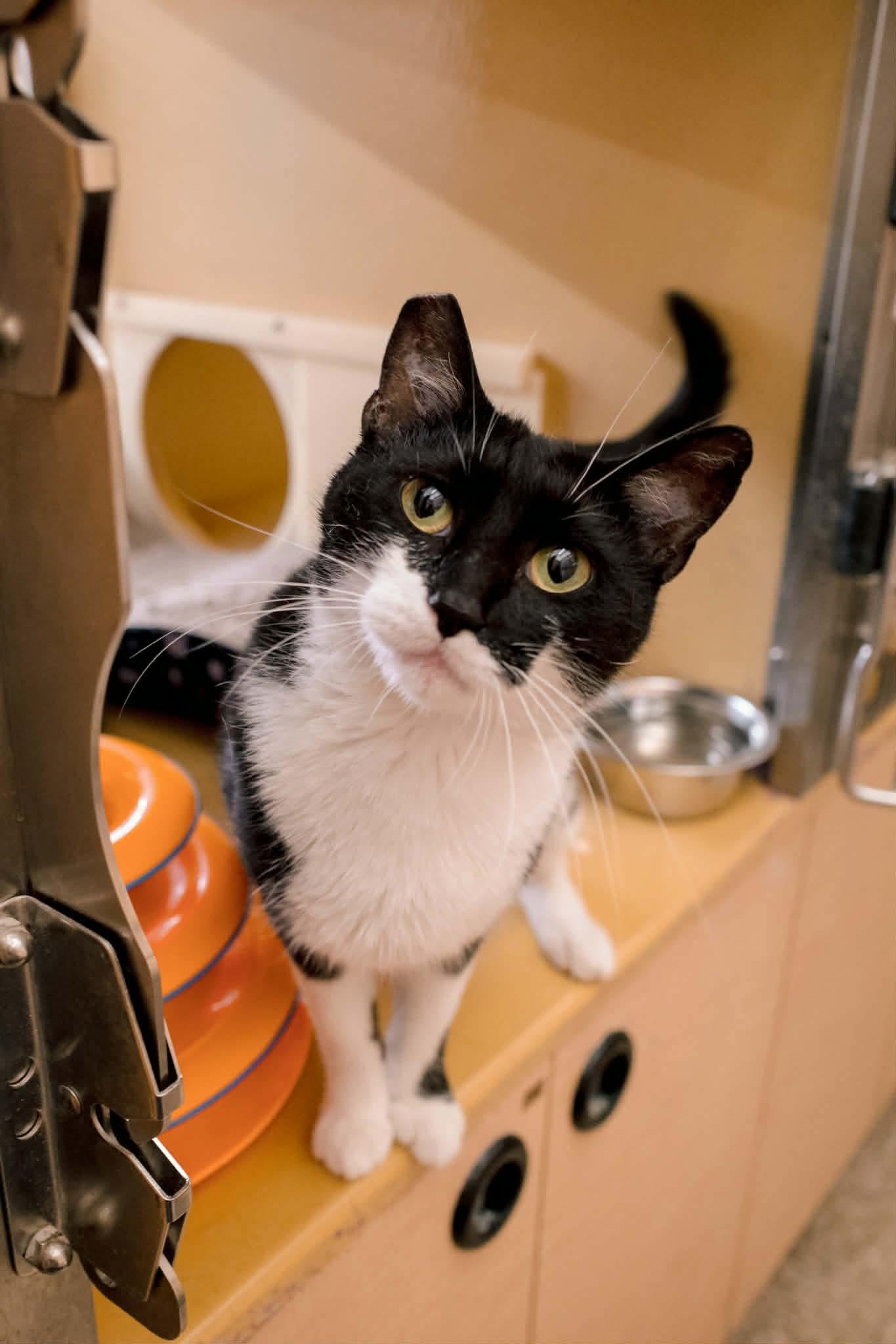 Enlarge Flavel, a ADOPTABLE Domestic Short Hair in Gladstone, OR image 2/6