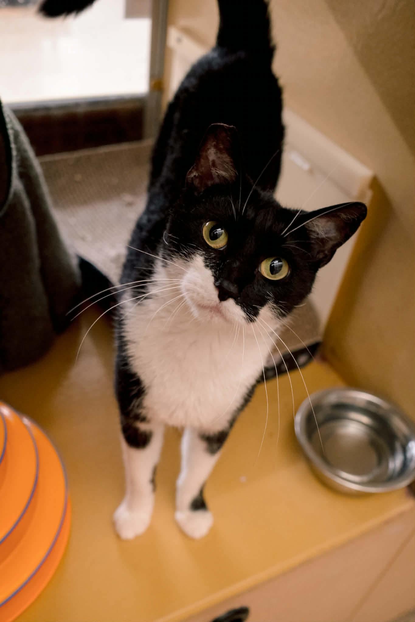 Enlarge Flavel, a ADOPTABLE Domestic Short Hair in Gladstone, OR image 5/6