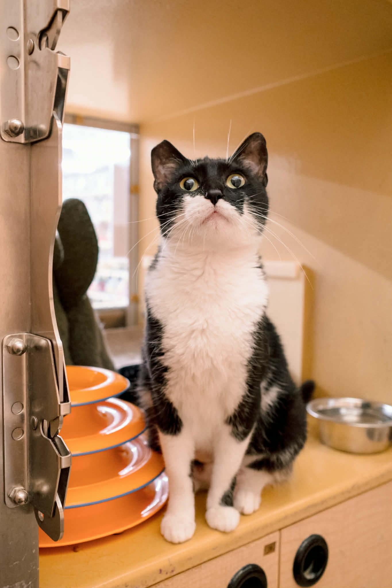 Enlarge Flavel, a ADOPTABLE Domestic Short Hair in Gladstone, OR image 1/6