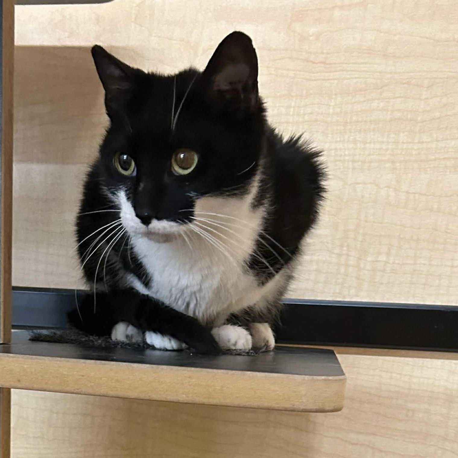 Enlarge Flavel, a ADOPTABLE Domestic Short Hair in Gladstone, OR image 6/6