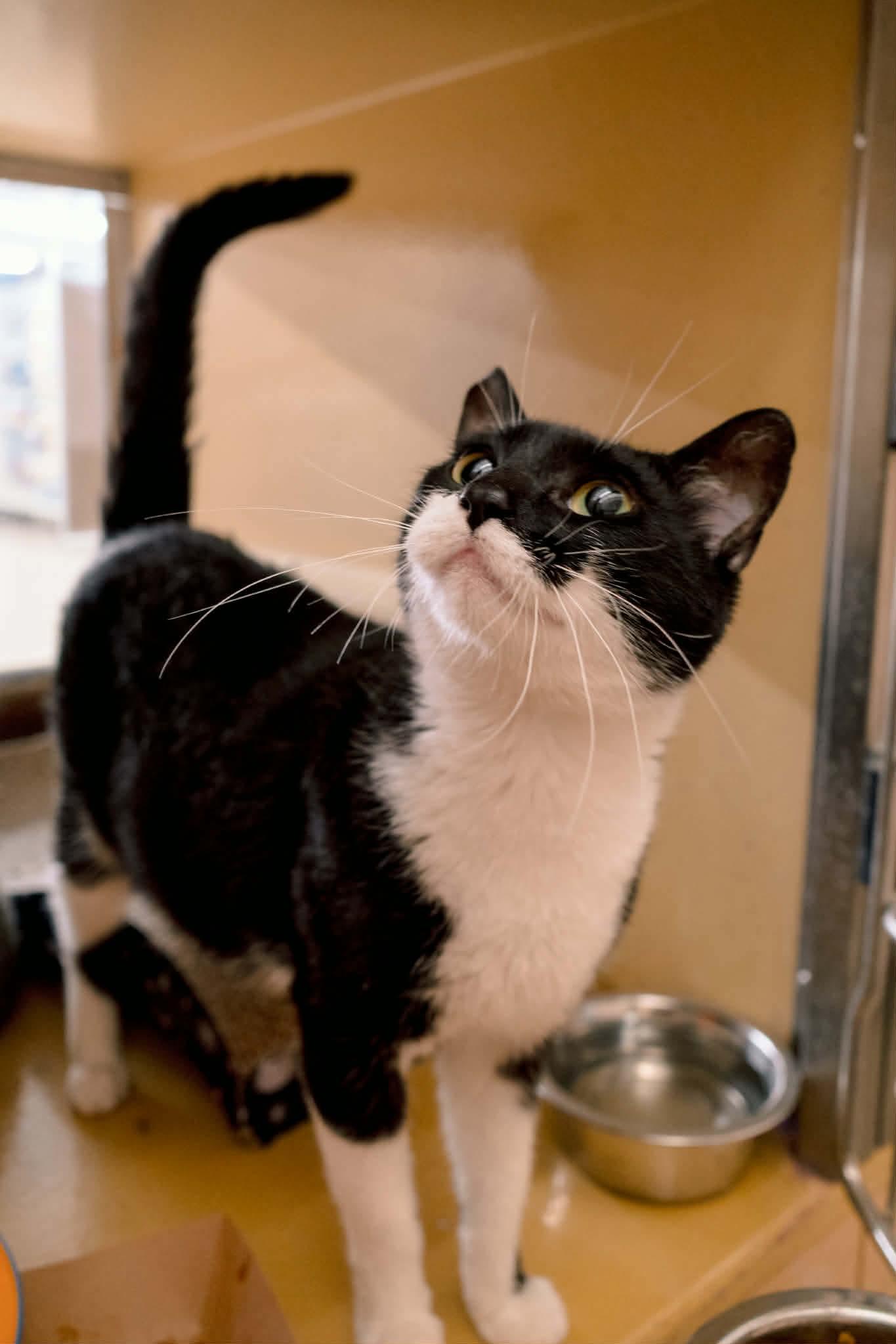 Enlarge Flavel, a ADOPTABLE Domestic Short Hair in Gladstone, OR image 3/6