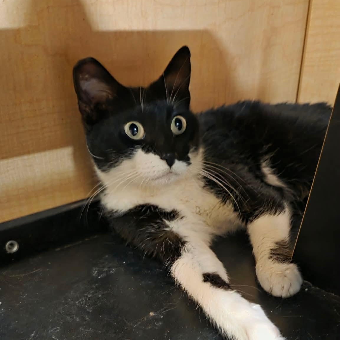 Enlarge Flavel, a ADOPTABLE Domestic Short Hair in Gladstone, OR image 4/6