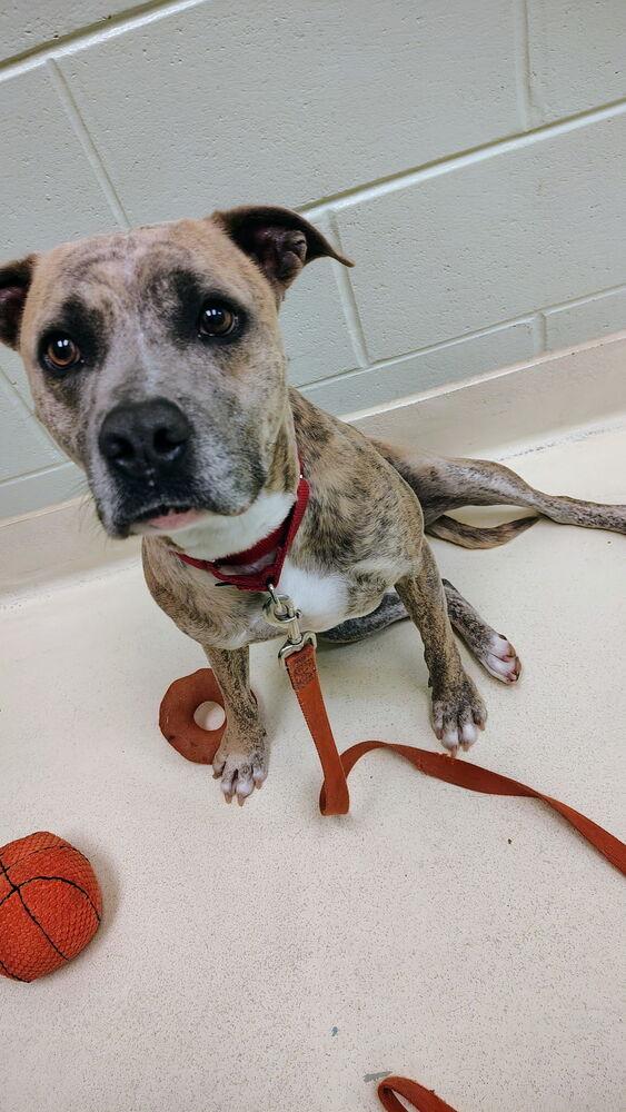 Gary O., Adoptable, Adult Male Terrier.