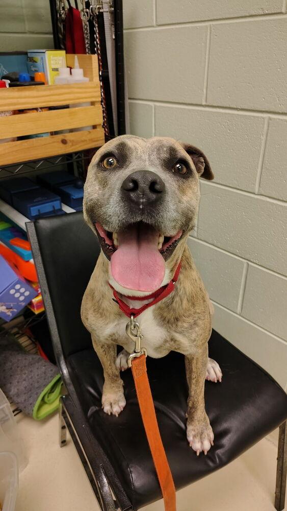 Enlarge Gary O., a Adoptable mixed breed in Kalamazoo, MI image 2/2