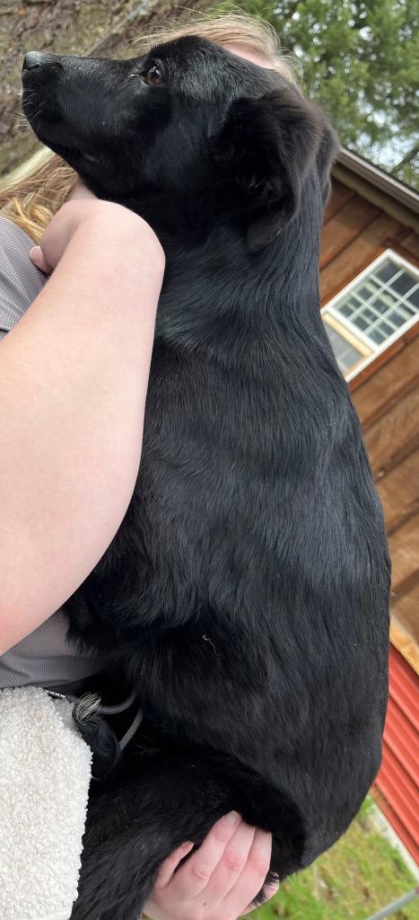Raven, Adoptable, Puppy Female Shepherd & Labrador Retriever.