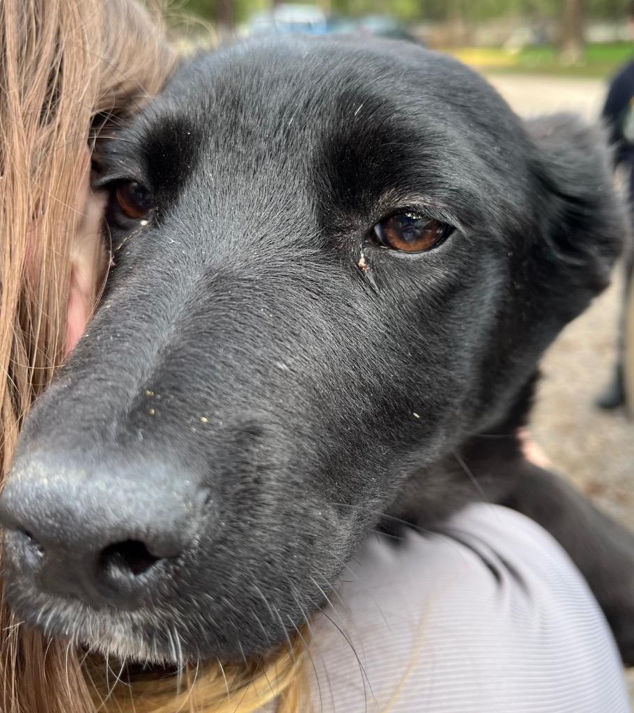 Enlarge Raven, a Adoptable mixed breed in Thompson Falls, MT image 2/2