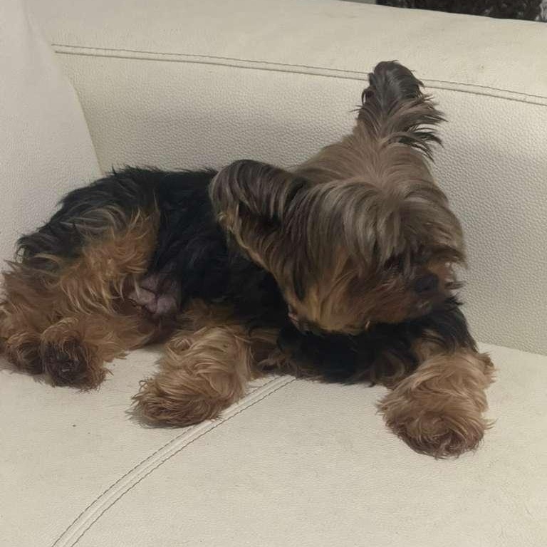 Chanel, a ADOPTABLE Yorkshire Terrier in Miami, FL image 2/5