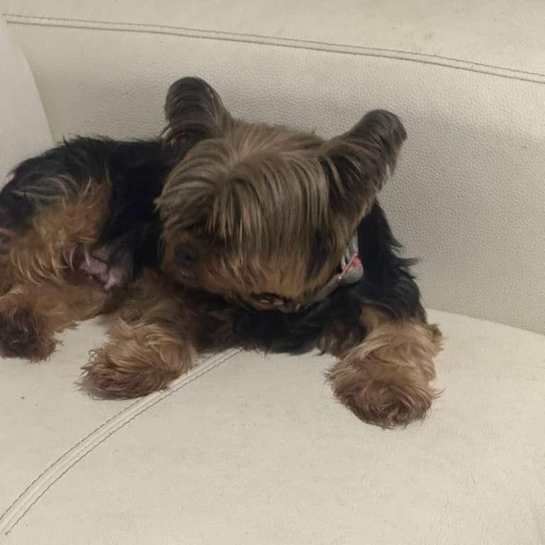 Chanel, a ADOPTABLE Yorkshire Terrier in Miami, FL image 3/5