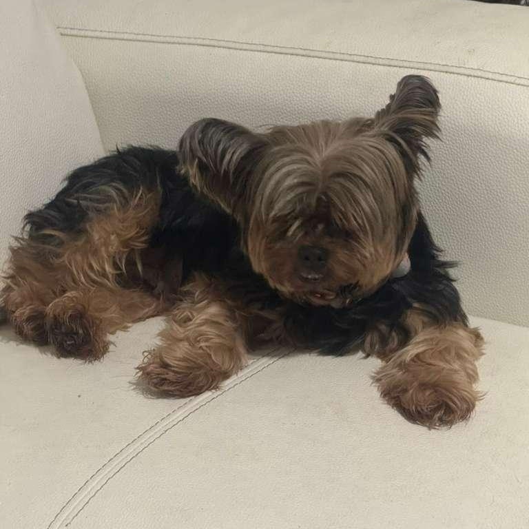 Chanel, a ADOPTABLE Yorkshire Terrier in Miami, FL image 1/5