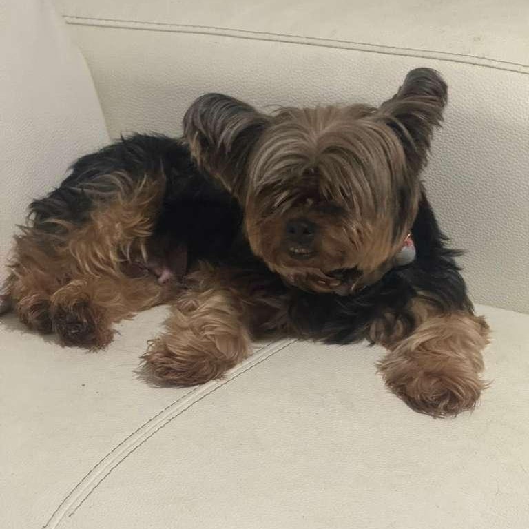 Chanel, a ADOPTABLE Yorkshire Terrier in Miami, FL image 5/5