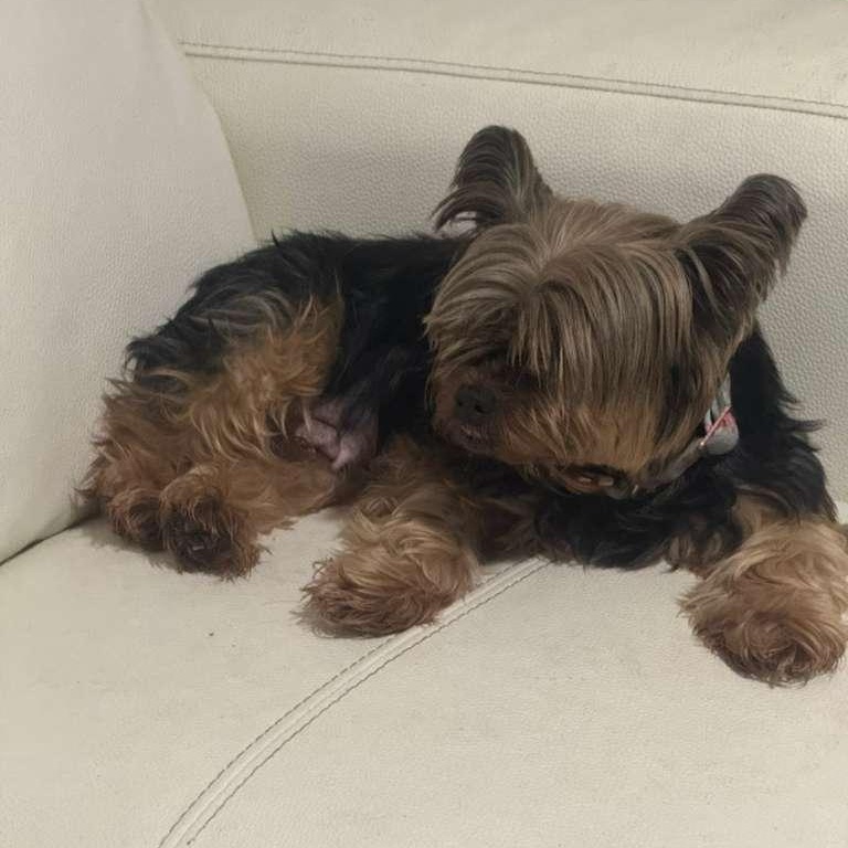 Chanel, a ADOPTABLE Yorkshire Terrier in Miami, FL image 4/5